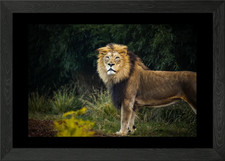 Lion Framed Wall Art Poster