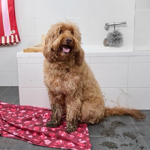 Dock bay dog towel - bay,