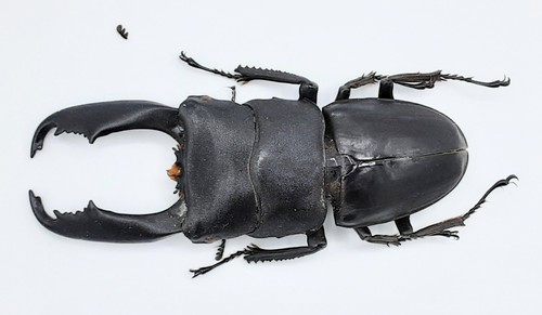Lucanidae serrognathus - lucanidae,