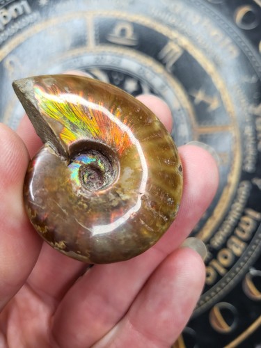 High quality ammonite with - quality,