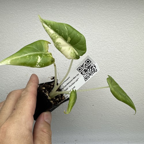 Alocasia maharani variegata - alocasia,
