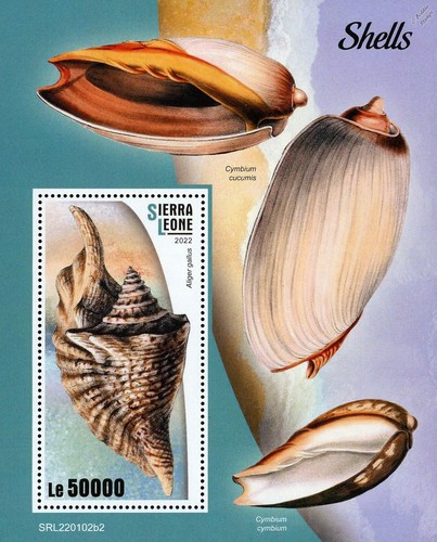 Seashells sea shells - sea,