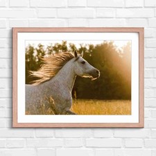 Running white horse - horse, backlit