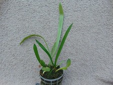 Rare Dracula hirsuta `Red`