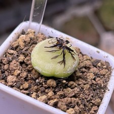 Exact Plant，1pc Conophytum
