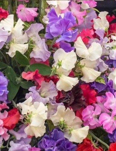 Sweet pea royal - sweet,