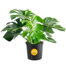 Monstera Deliciosa Indoor