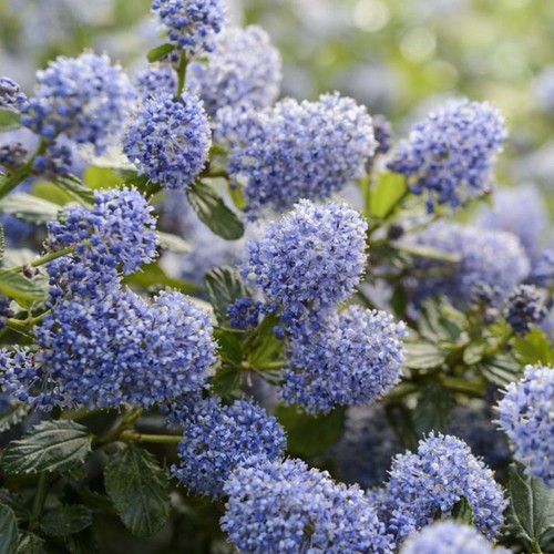 Ceanothus repens small - repens,