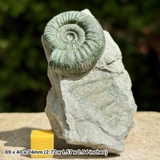 Rare Orthosphinctes ardescia