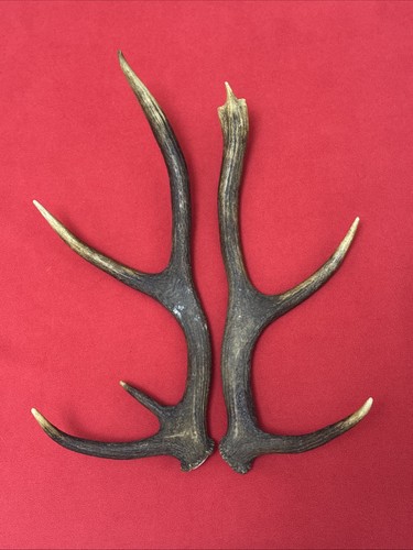 Pair red deer - pair,