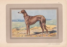 1931 GREYHOUND DOG Print - Antique Hunting Dog Wall Art - 11 x 7.75 Inches