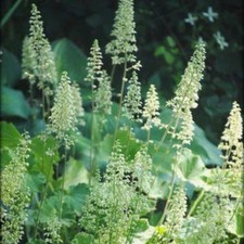 3 x Heuchera 'Autumn Bride'
