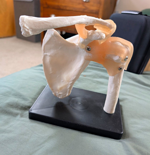 Human shoulder joint - shoulder,