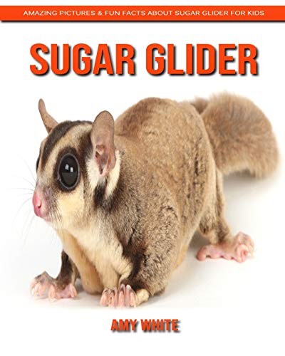 Sugar glider amazing pictures - sugar,