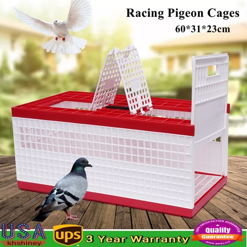 Racing pigeon carrier box - racing, bird