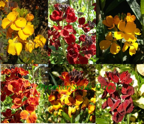 Wallflower english bedding - wallflower,