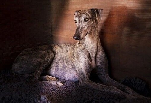 Galgo greyhound lurcher - galgo,