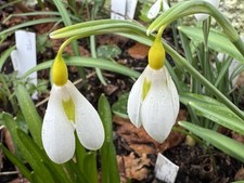 Galanthus plicatus ‘
