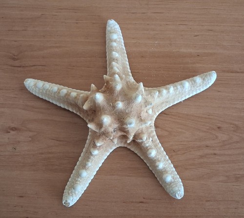 Natural dried large - , knobbly