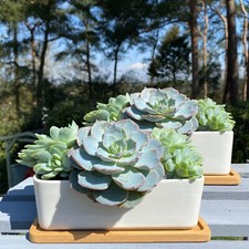 Cactus succulent pot ceramic - cactus,