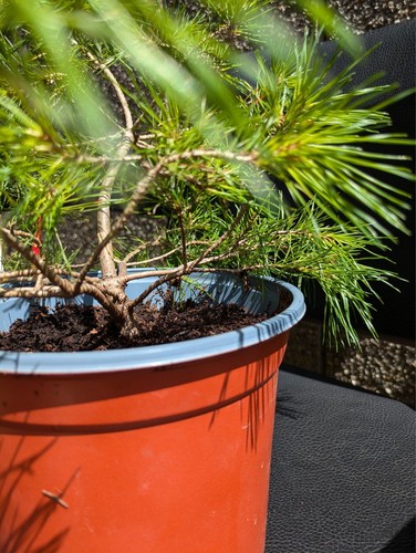 Bonsai trees outdoor pine - outdoor,