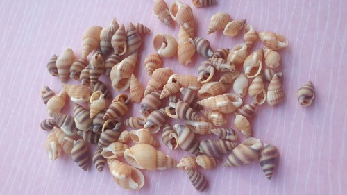 Decorative sea shells mixed - sea,