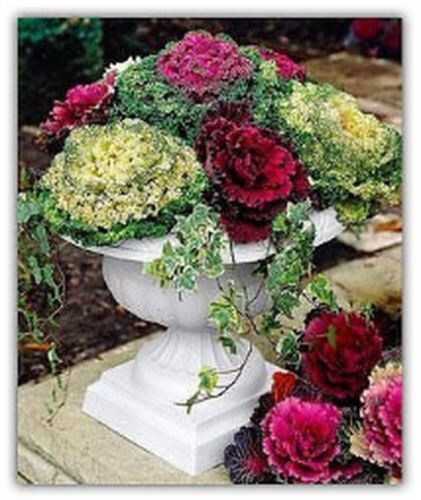 Ornamental cabbage seeds - ornamental,