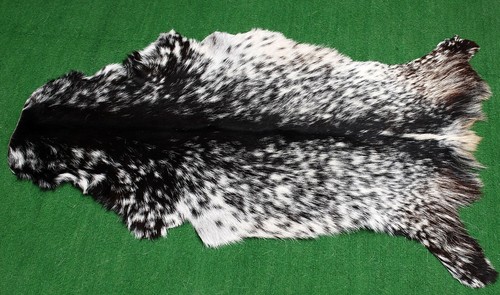 Goat western taxidermy hide - goat,