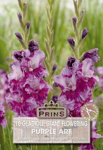 Gladioli purple art summer - gladioli, art'