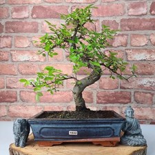 Large Chinese Elm Bonsai Tree