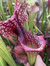 Sarracenia Seed, Cultivars And My Hybrids, 1.5grams Of 2025 Harvest