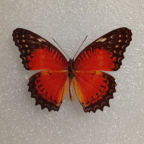 Cethosia biblis butterfly set - biblis,
