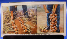 1938 W.D. & H.O. Wills Garden