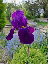 2x Purple Iris Germanica  -