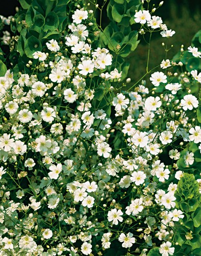 150 gypsophila paniculata alba - gypsophila,
