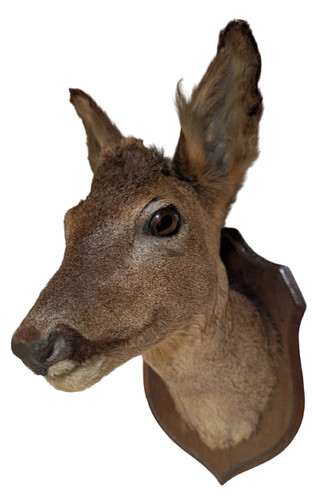 Vintage roe deer taxidermy - deer,
