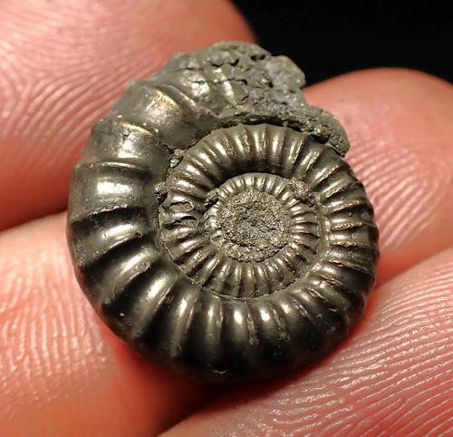 Crucilobiceras pyrite ammonite