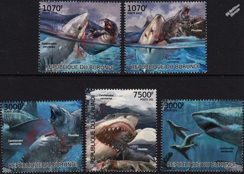 Great white shark seals - great, &
