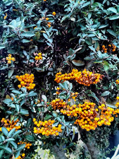 PYRACANTHA COCCINEA - SCARLET