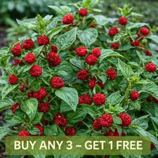 Herb Seeds Strawberry Spinach