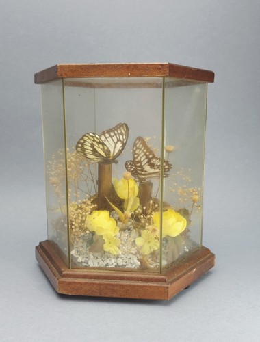 Butterfly taxidermy flowers - butterfly,