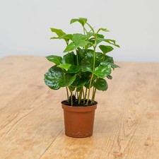 Coffee Plant (Coffea Arabica)