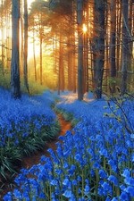 BLUEBELL WOODLAND CANVAS PICTURE PRINT WALL ART