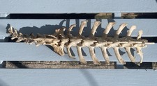 Natural Welsh Sheep Vertebrae