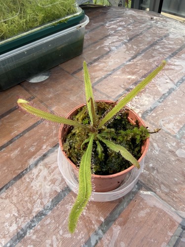 Drosera adelae carnivorous - adelae,