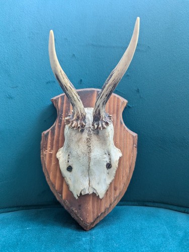 Vintage roe deer antlers - antlers, on