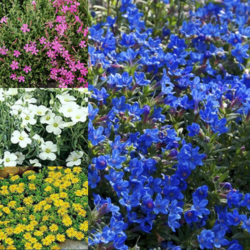 Mixed alpines 6 varieties - x,