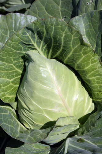 Cabbage durham early - early, 600