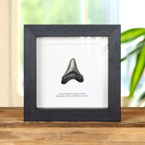 Inch megalodon shark tooth - inch,
