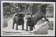 PUG PUPPIES   Vintage 1939